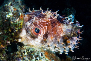 Orbicular burrfish/Photographed with a Canon 60 mm macro ... by Laurie Slawson 